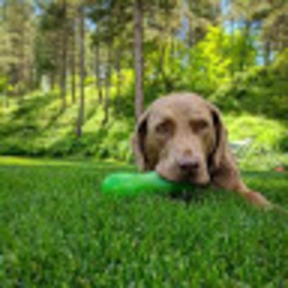 Meet your Posher, Simon